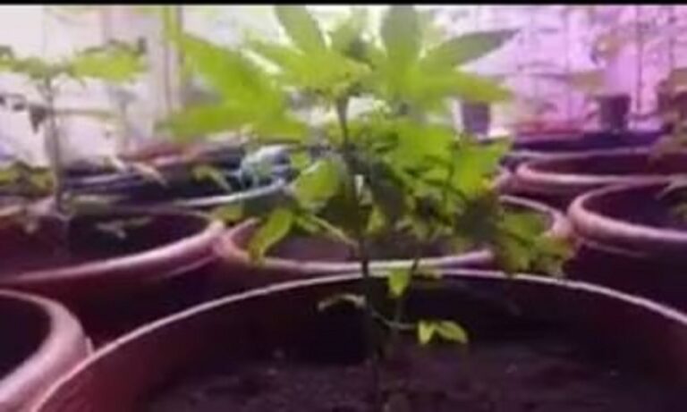 Ganja Cultivation