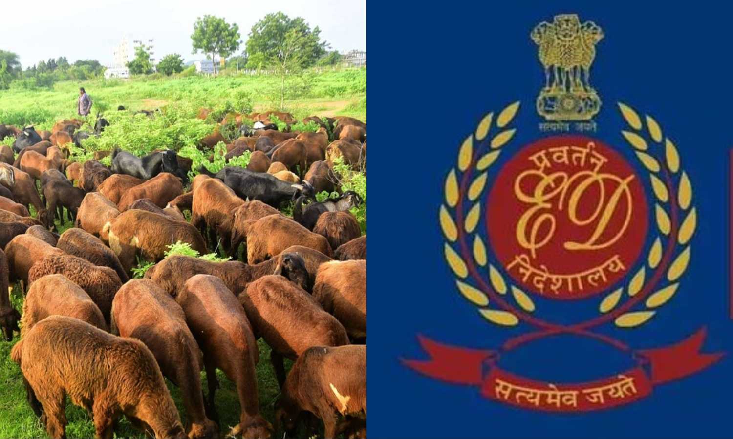 Sheep Scam Case