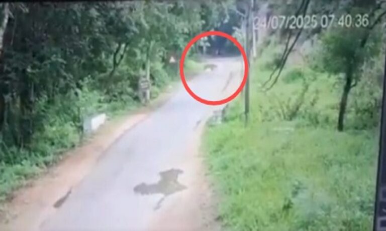 Leopard Sighting
