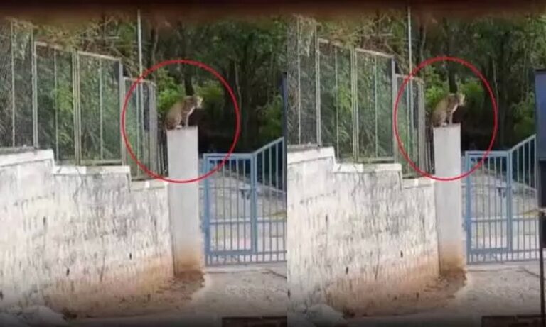 Leopard in Tirumala
