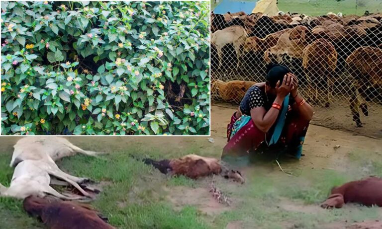 Toxic Lantana