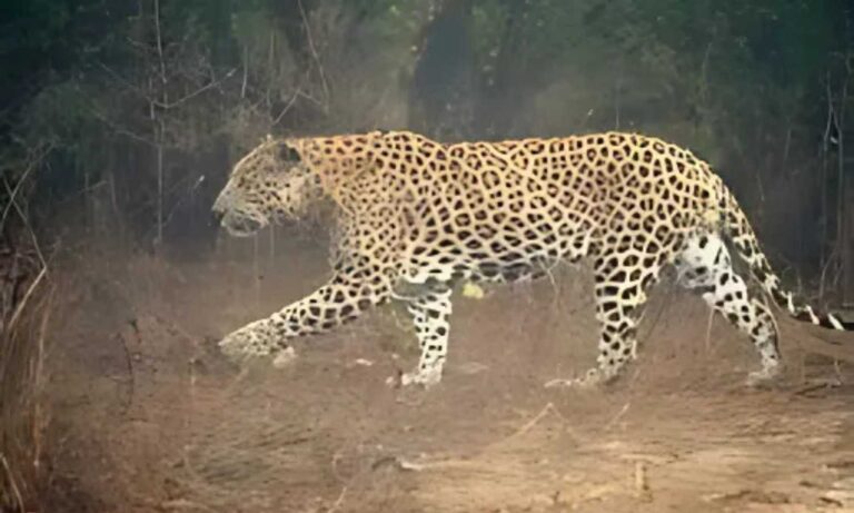 Leopard Alert