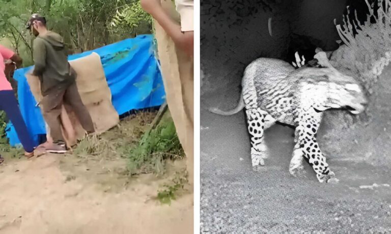 Leopard Captured Hyderabad