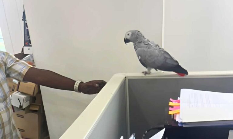 African Grey Parrot