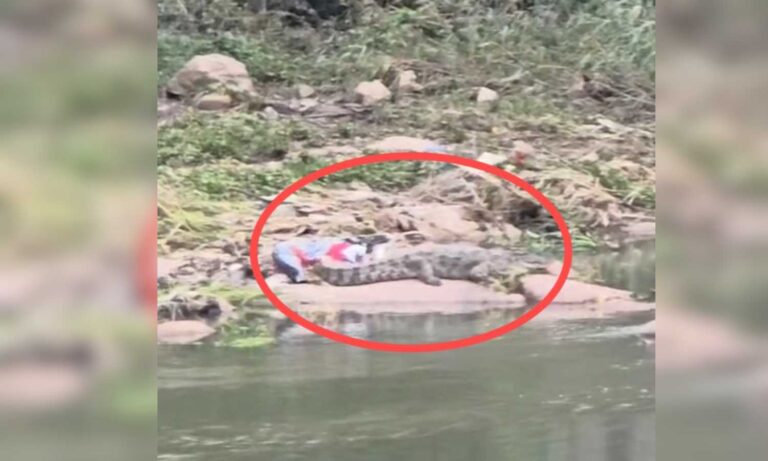 Crocodile