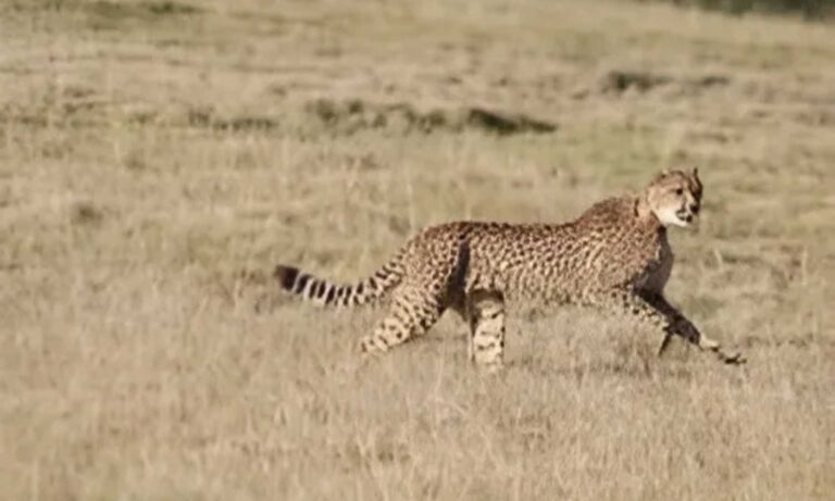 Leopards