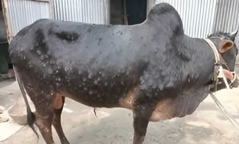 Lumpy Skin Disease