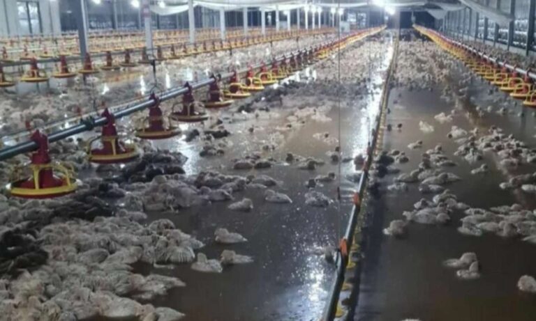 Medak floods