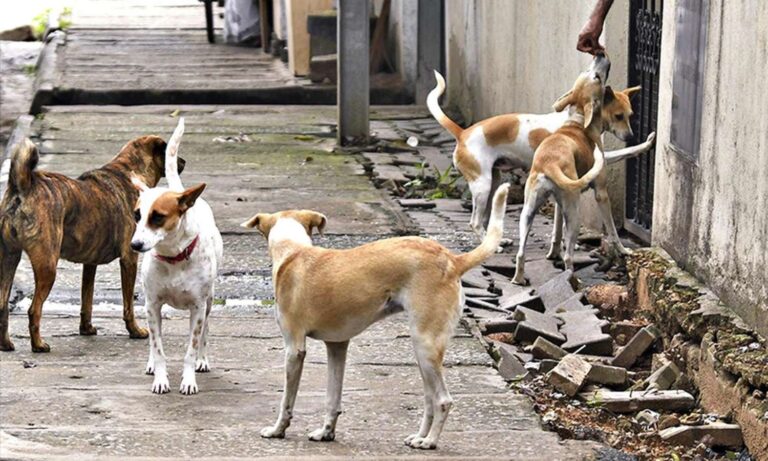 Stray dog