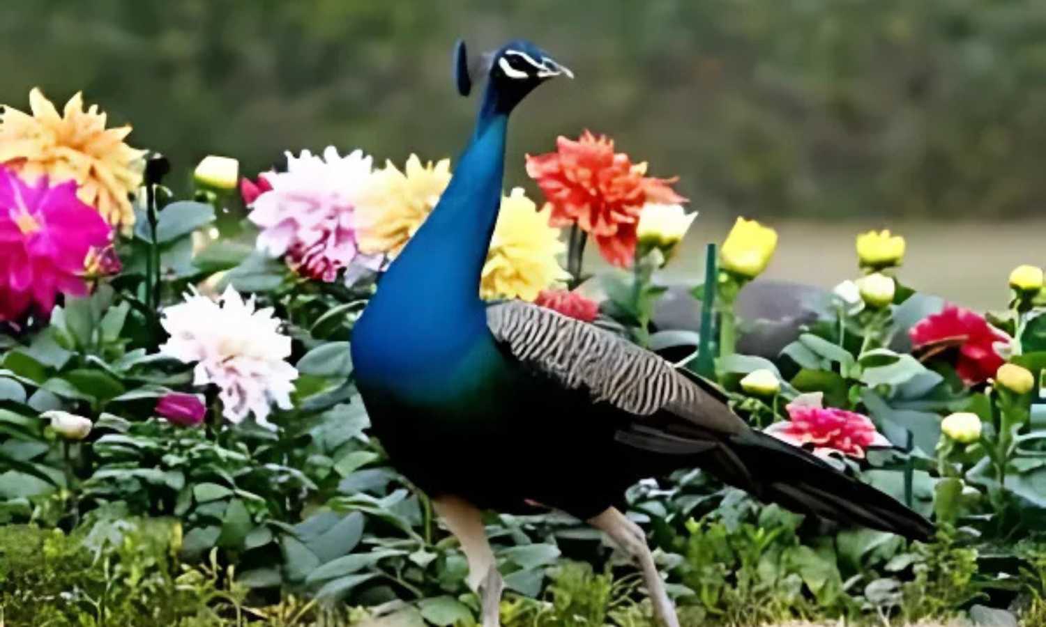 Peacocks