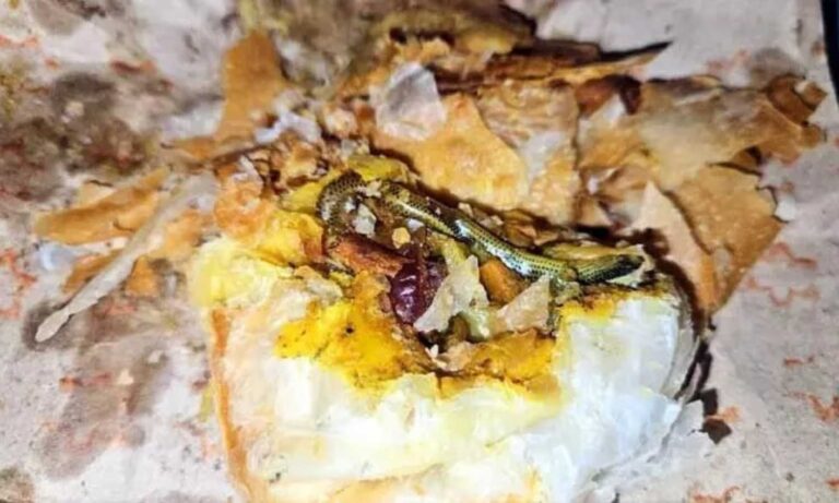 Snake Hatchling Curry Puff