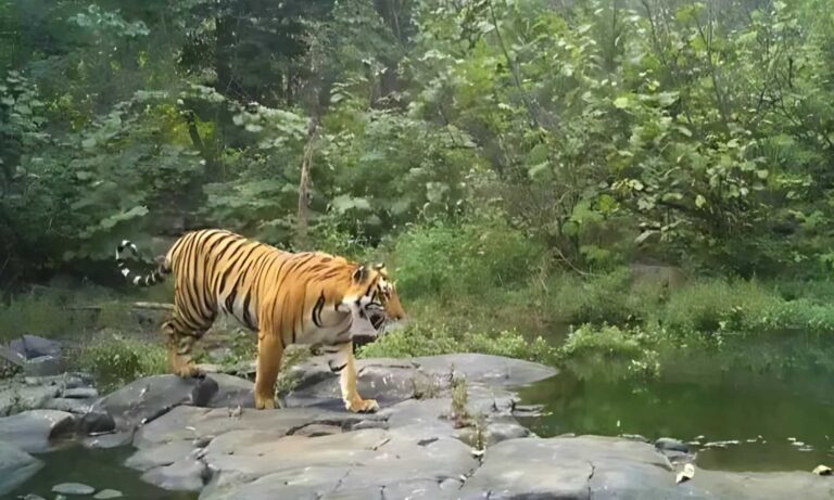 Tiger Spotted