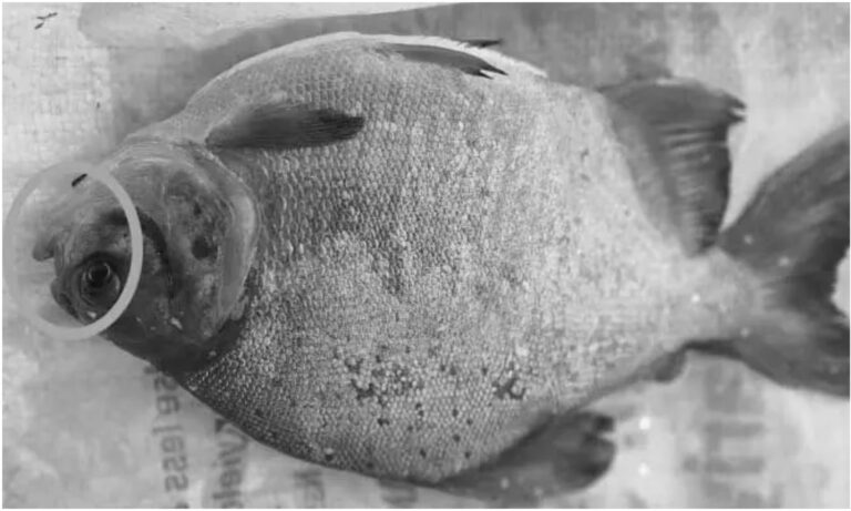 Red-Bellied Piranha