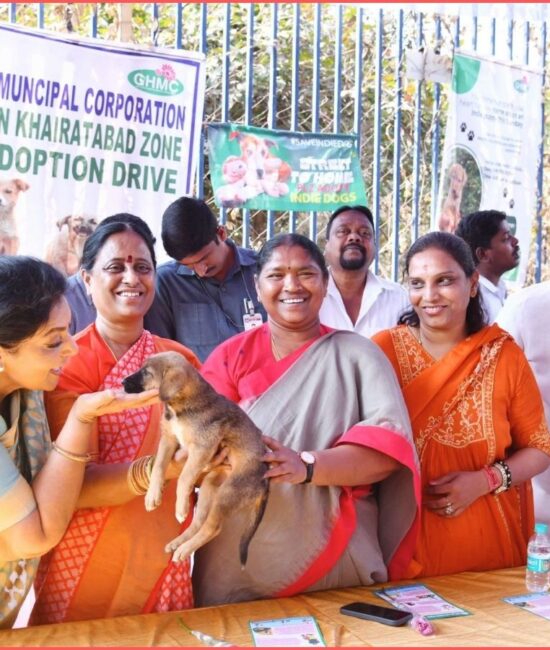 Indie Puppy Adoption