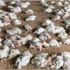 Poultry Deaths