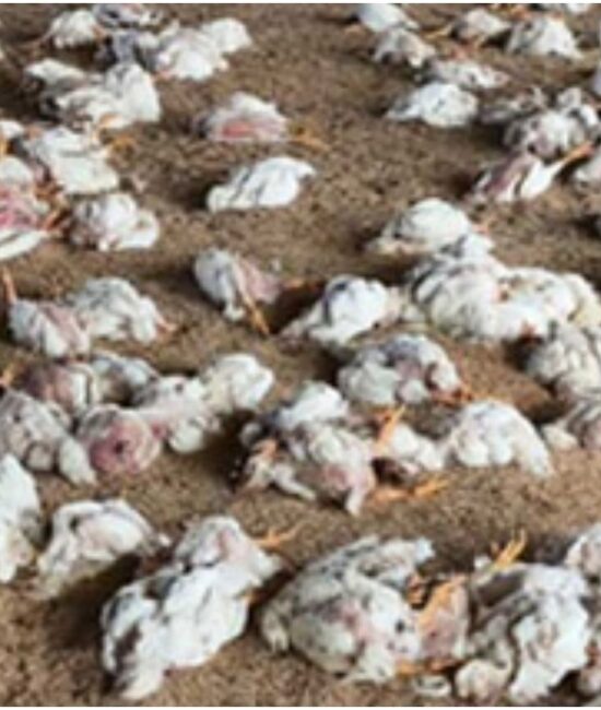 Poultry Deaths