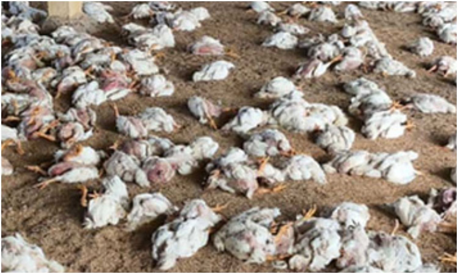 Poultry Deaths