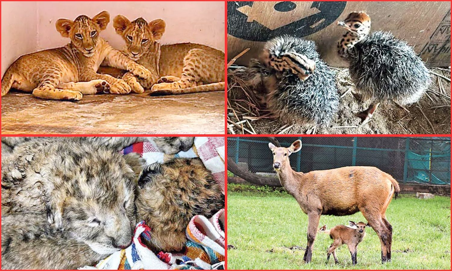 Wildlife Conservation