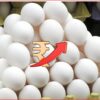 Egg Prices