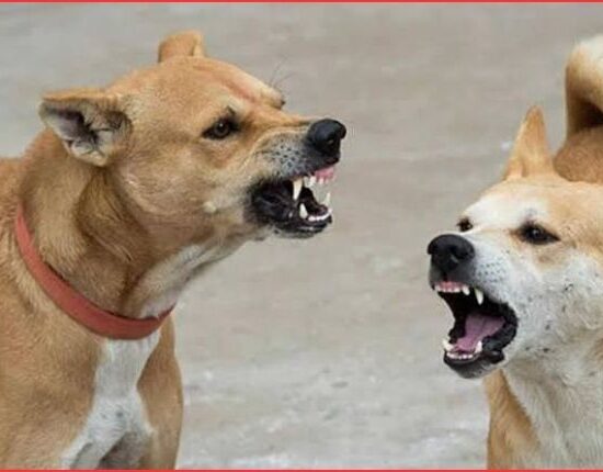 Stray Dog Attack