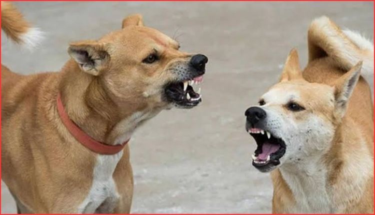Stray Dog Attack