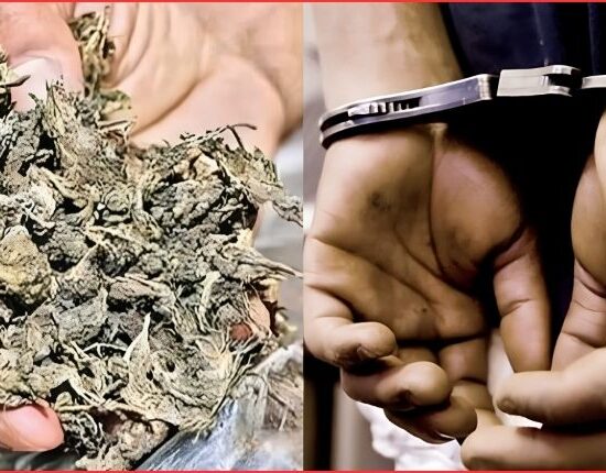 Ibrahimpatnam Ganja Seizure