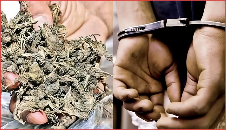 Ibrahimpatnam Ganja Seizure