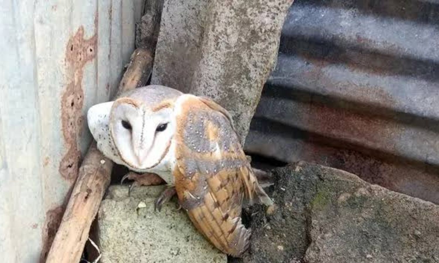 کھمم میں نایاب ٹائٹا اُلّو برآمد | Rare Taita Owl
