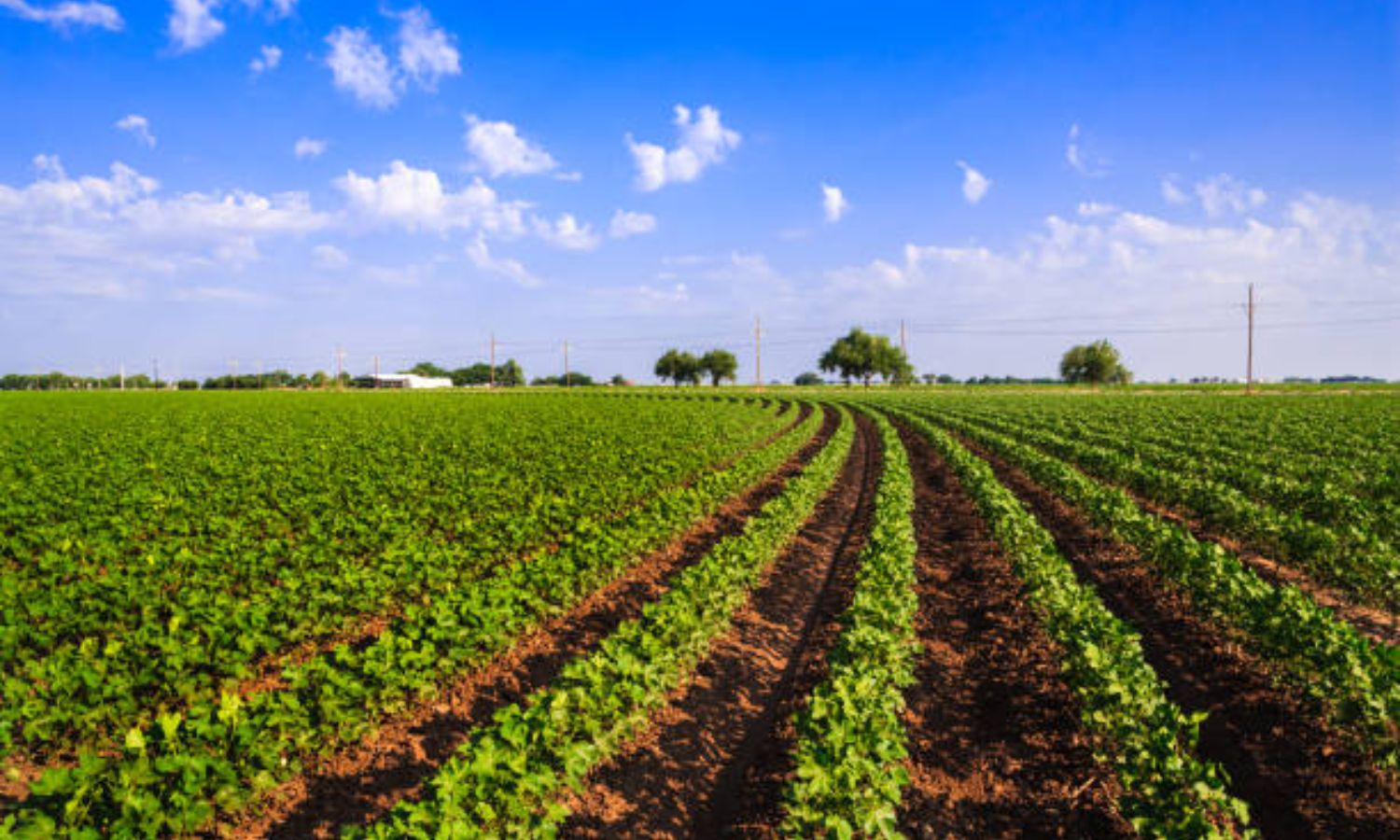 بھوپال پلی میں کپاس کی فصل کو شدید نقصان | Cotton Crop