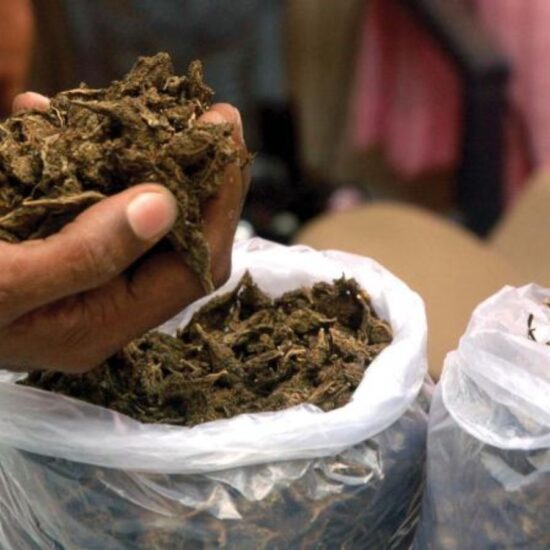 قطب اللہ پور میں 30.3 کلو گانجہ ضبط | Ganja Seizure