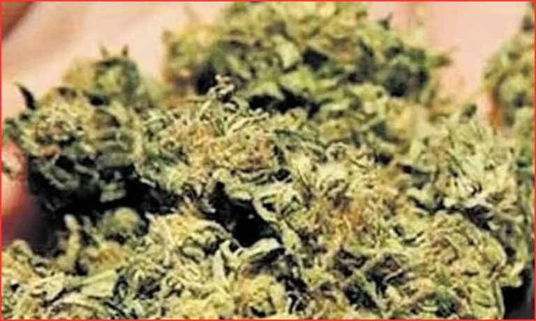 پٹن چیرو پولیس نے 2.8 کلو خشک گانجہ ضبط کیا | Dry Ganja Seizure