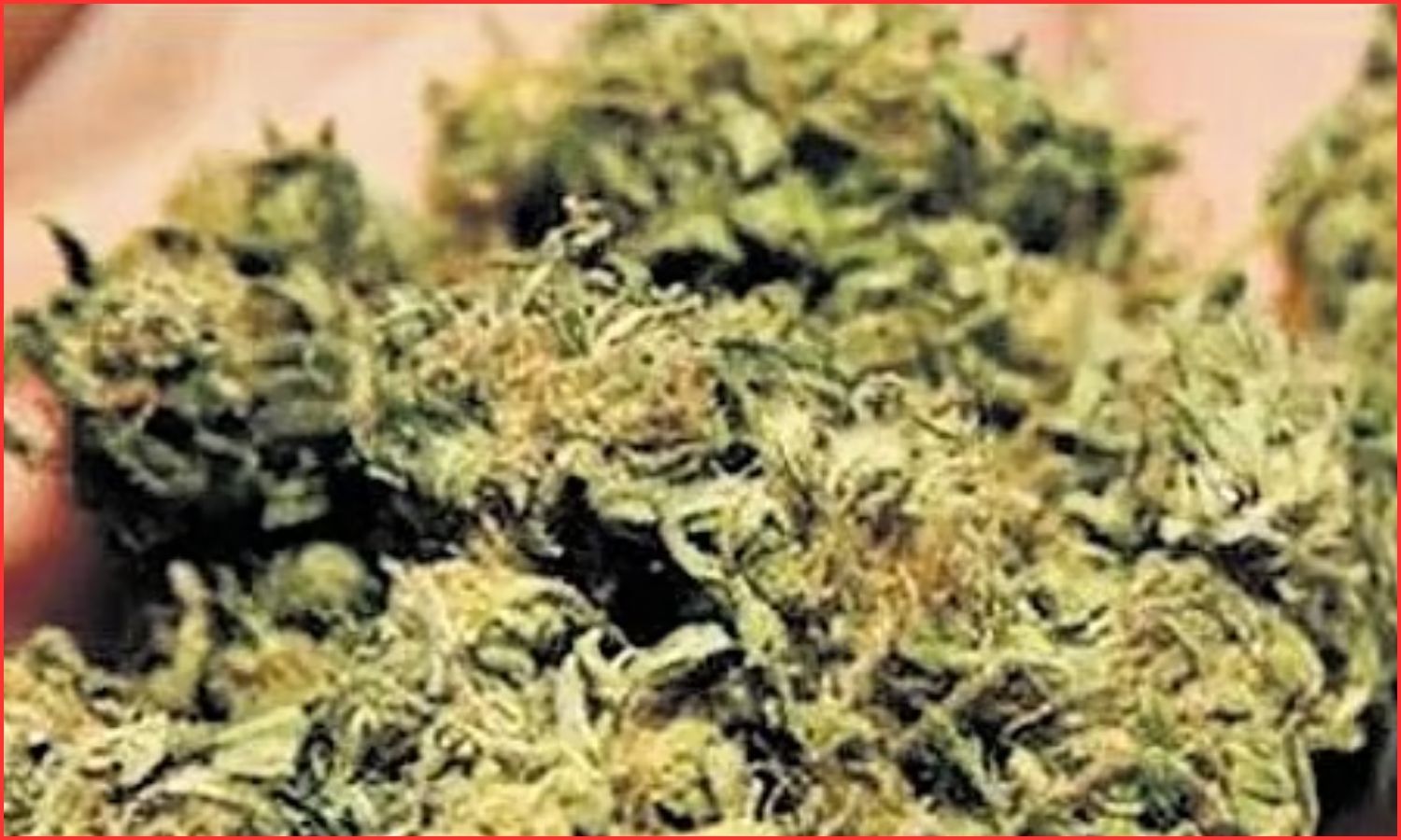 پٹن چیرو پولیس نے 2.8 کلو خشک گانجہ ضبط کیا | Dry Ganja Seizure