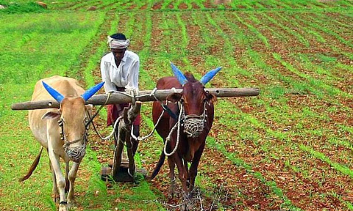 تلنگانہ میں سنگین آبپاشی بحران | Telangana Irrigation Strain