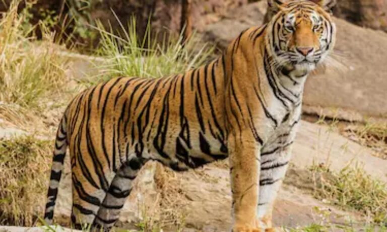 کرشنا گِری میں شیر کا دعویٰ غلط ثابت | Krishnagiri Tiger Claim