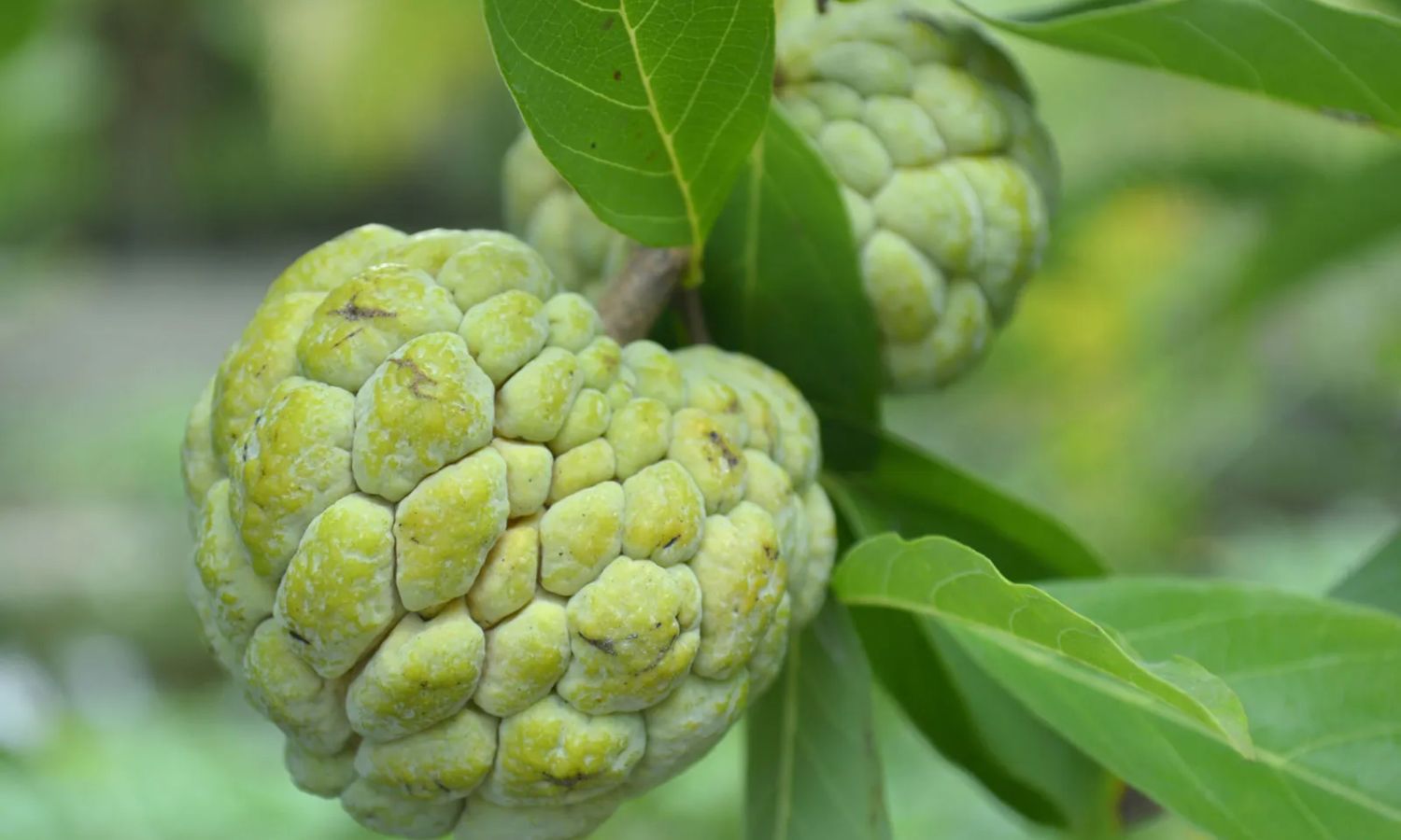 حیدرآباد میں سیتاپھل مہنگا | Custard Apple Prices