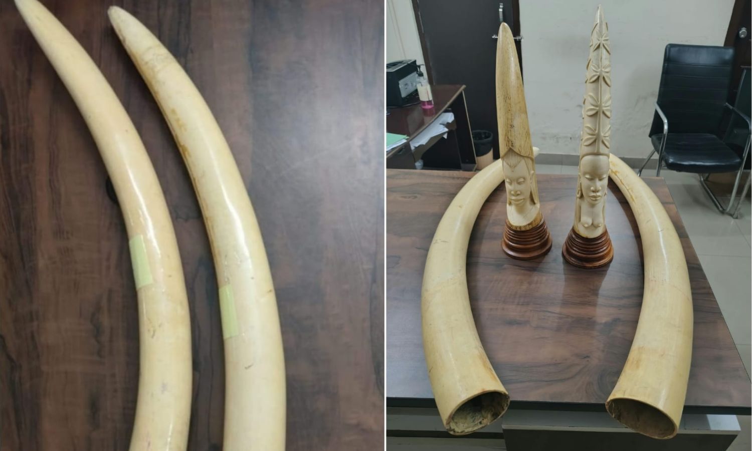حیدرآباد میں ہاتھی دانت ضبط | Ivory Seizure